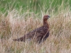 Red Grouse - Yorkshire