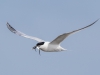 Sandwich Tern - Anglesey