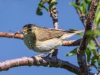 Willow Warbler - Anglesey