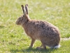 European Hare, Walney Island