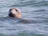 Common Seal, Walney Island