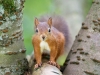 Red Squirrel, Scotland